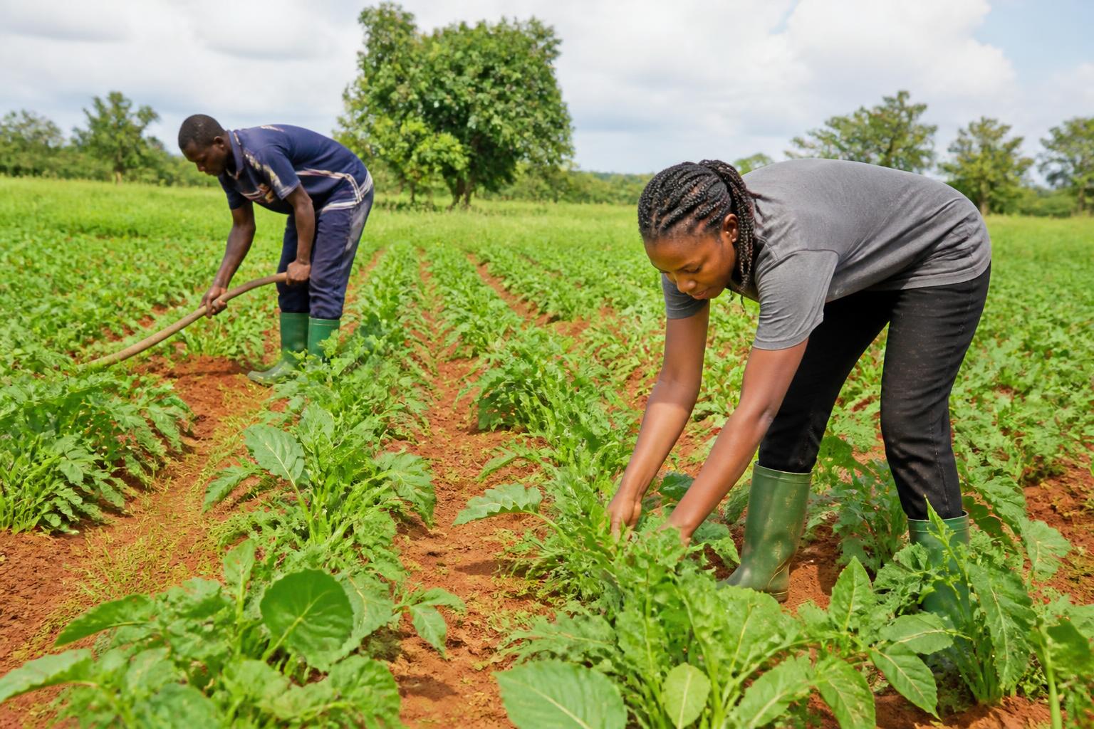 Farmers tending a green crop field